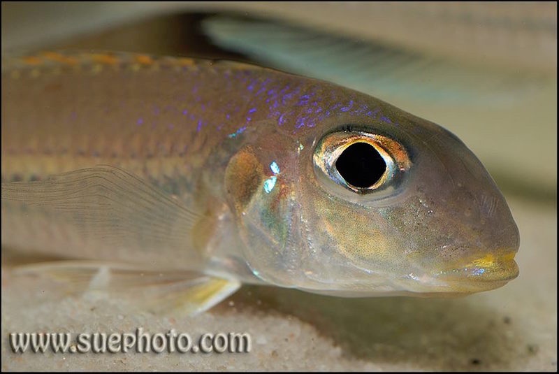 Xenotilapia sp. 'bathyphilus yellow' Kombe